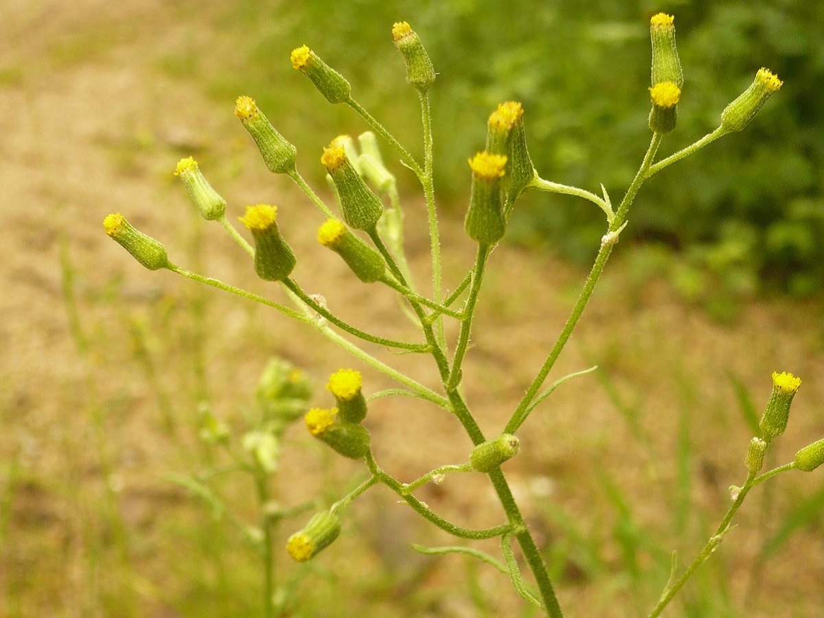 Senecio sylvaticus (Asteraceae)